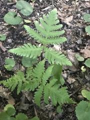 Phegopteris