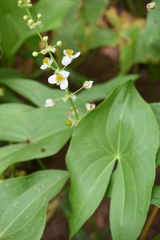 Sagittaria australis