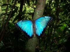 Morpho helenor corydon
