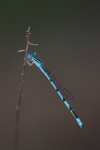 Double-striped Bluet
