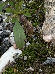 Lepidium ruderale