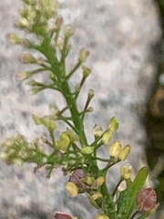Lepidium ruderale