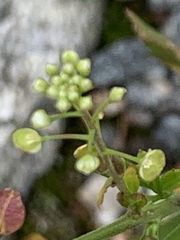 Lepidium ruderale