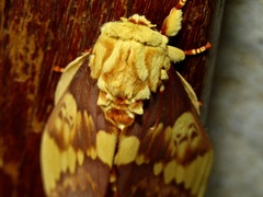 Citheronia lobesis