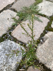 Lepidium ruderale