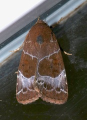 Hampsonodes mastoides