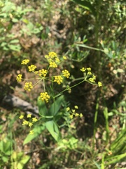 Bupleurum scorzonerifolium