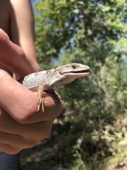 Elgaria multicarinata