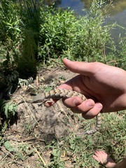 Elgaria multicarinata