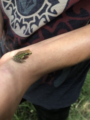 Pseudacris hypochondriaca