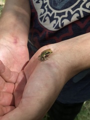 Pseudacris hypochondriaca