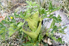Angelica roseana
