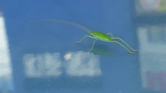 Tettigoniidae
