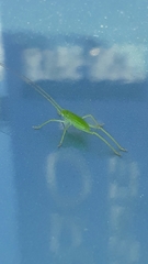 Tettigoniidae