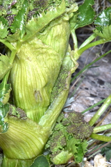 Angelica roseana
