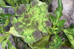 Angelica roseana