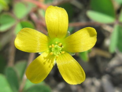 Oxalis