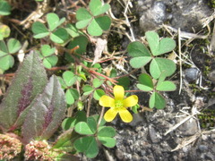 Oxalis