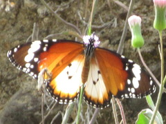 Danaus chrysippus