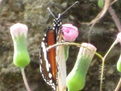 Danaus chrysippus