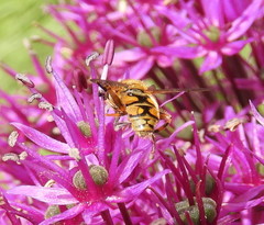 Parhelophilus integer