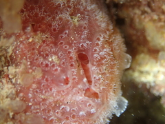 Aplidium elegans