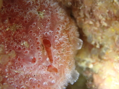 Aplidium elegans