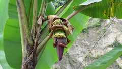 Musa acuminata
