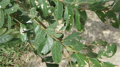 Magnoliopsida