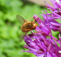 Parhelophilus integer