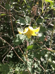 Clematis tangutica