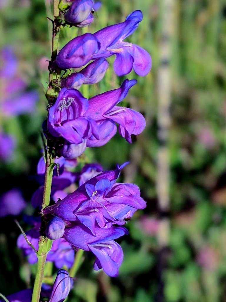 beardtongues