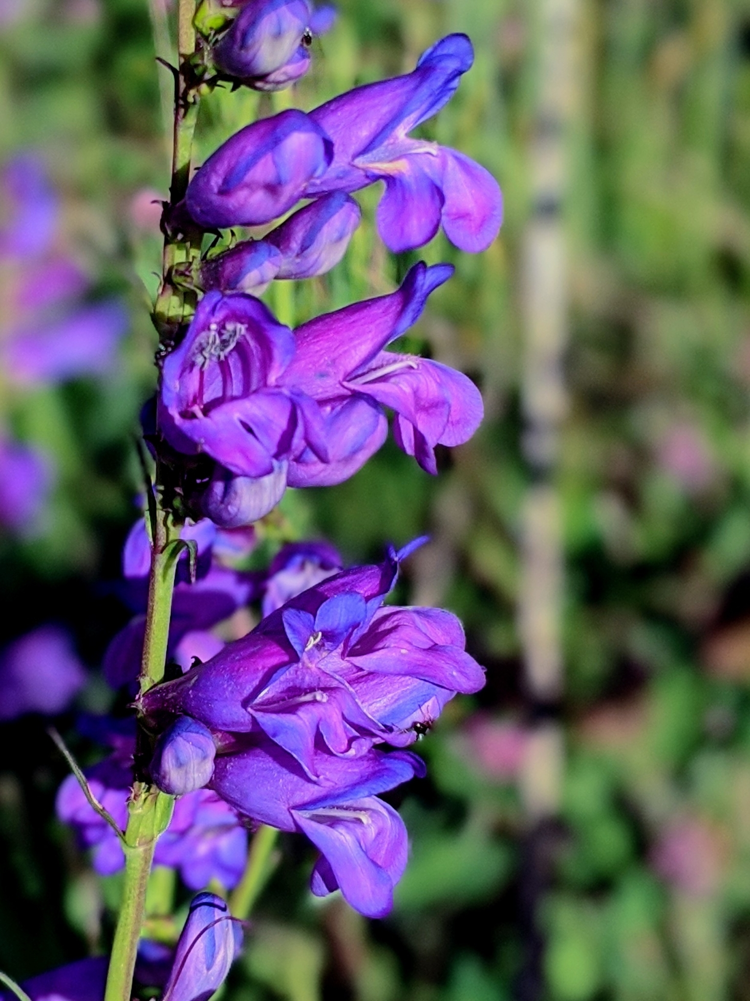 Penstemon