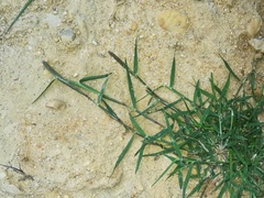 Sporobolus alopecuroides