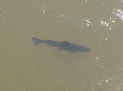 Steindachneridion melanodermatum