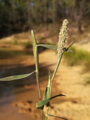 Sporobolus alopecuroides