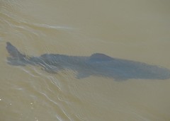 Steindachneridion melanodermatum