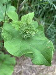 Arctium minus