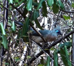 Coua cristata