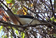 Coua cristata