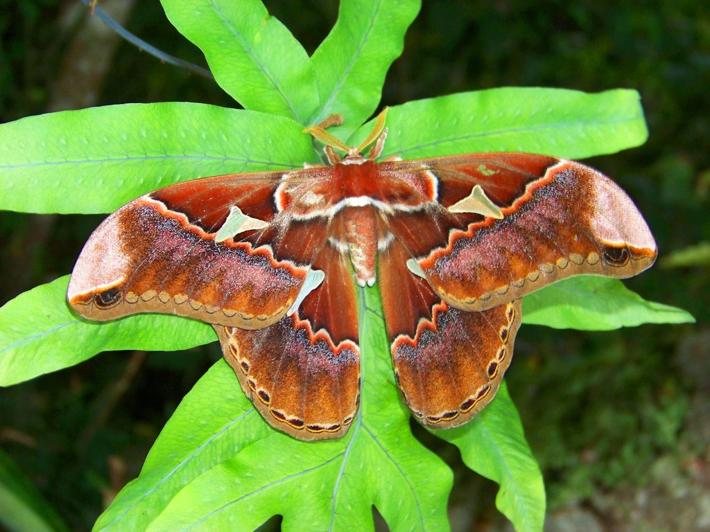 Rothschildia meridana