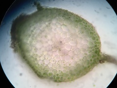 Hygrohypnum luridum