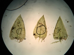 Hygrohypnum luridum