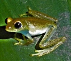 Boophis viridis
