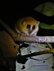 Microcebus lehilahytsara