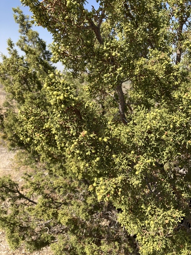 redberry juniper