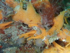 Amphilectus fucorum