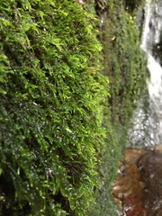 Hygrohypnum luridum