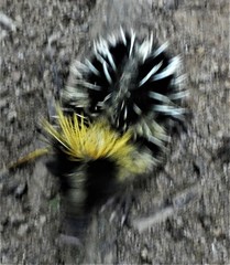 Hemicentetes semispinosus