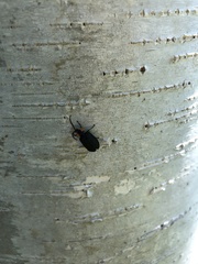 Lucidota atra